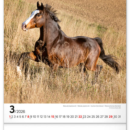 Presco Horses Kalender 2026