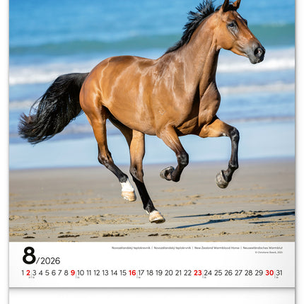 Presco Horses Kalender 2026