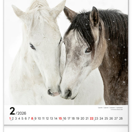 Presco Horses Kalender 2026