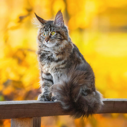 Presco Katten Kalender 2026