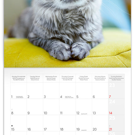 Presco Katten Kalender 2026