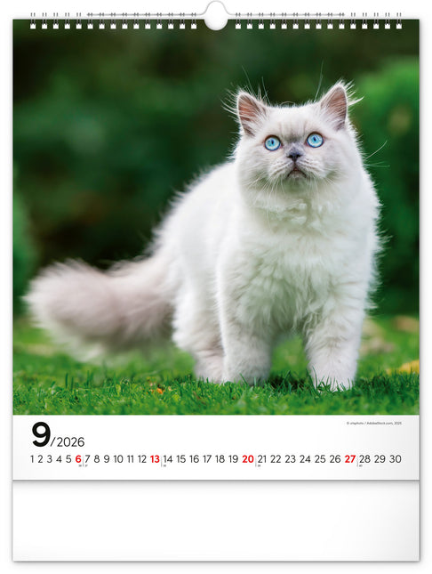 Presco Katten Kalender 2026