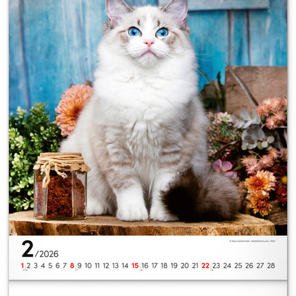 Presco Katten Kalender 2026
