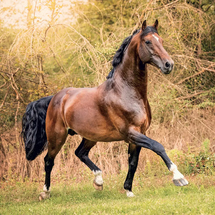 Presco Paarden Kalender 2027