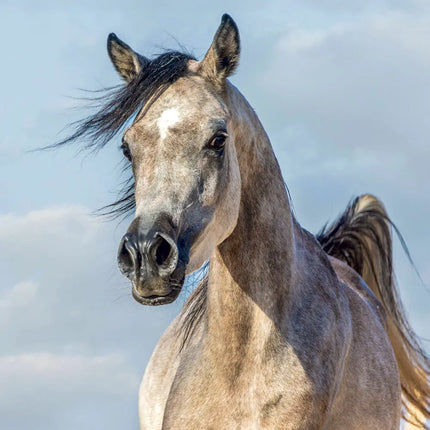 Presco Paarden Kalender 2027