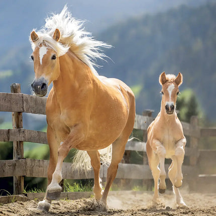 Presco Paarden Kalender 2027