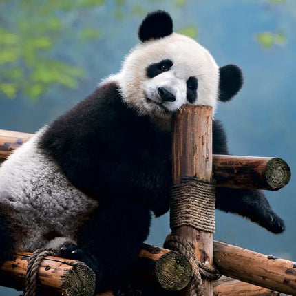 Presco Panda Kalender 2027
