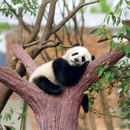Presco Panda Kalender 2027