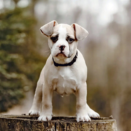 Presco Puppies Kalender 2027
