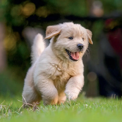Presco Puppies Kalender 2027