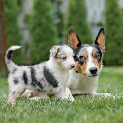 Presco Puppies Kalender 2027