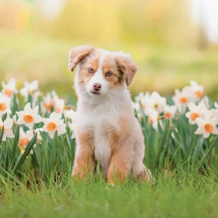 Presco Puppies Kalender 2027