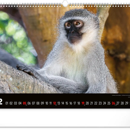 Presco Wild Africa Kalender Groot 2027