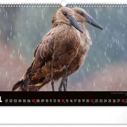 Presco Wild Africa Kalender Groot 2027