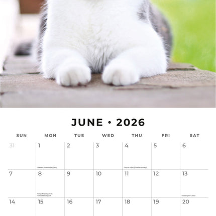 Red Robin Adorable Cats Kalender 2026