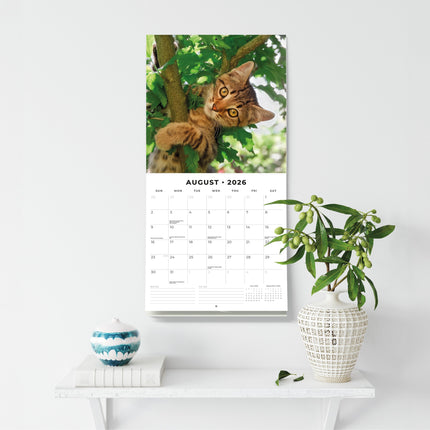 Red Robin Adorable Cats Kalender 2026