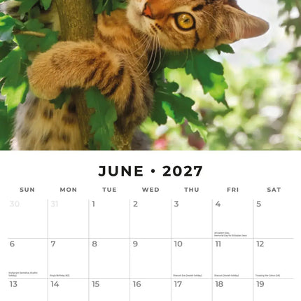 Red Robin Adorable Cats Kalender 2027