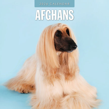 Red Robin Afghaanse Windhond Kalender 2026