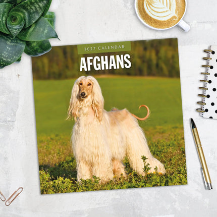 Red Robin Afghaanse Windhond Kalender 2027