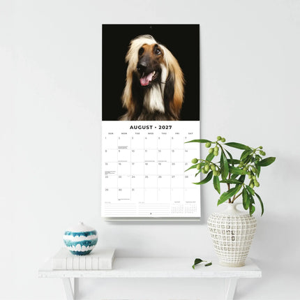 Red Robin Afghaanse Windhond Kalender 2027