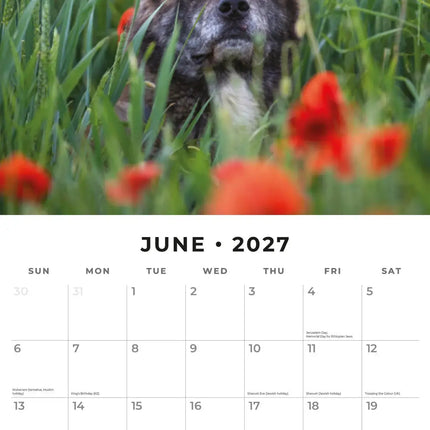 Red Robin Akita Kalender 2027