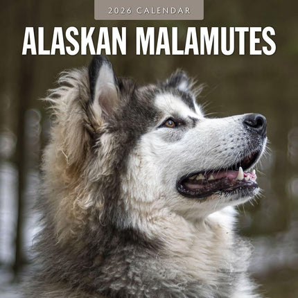 Red Robin Alaskan Malamute Kalender 2026