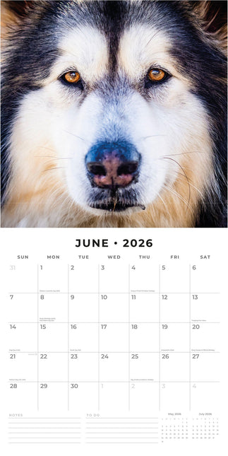Red Robin Alaskan Malamute Kalender 2026