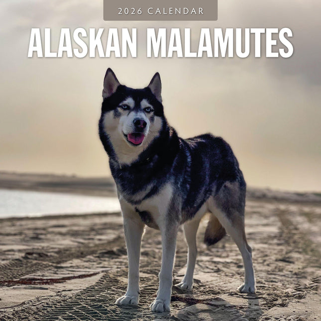 Red Robin Alaskan Malamute Kalender 2026