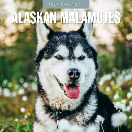 Red Robin Alaskan Malamute Kalender 2027