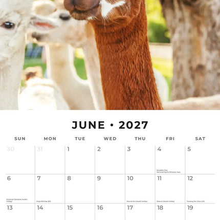 Red Robin Alpaca Kalender 2027