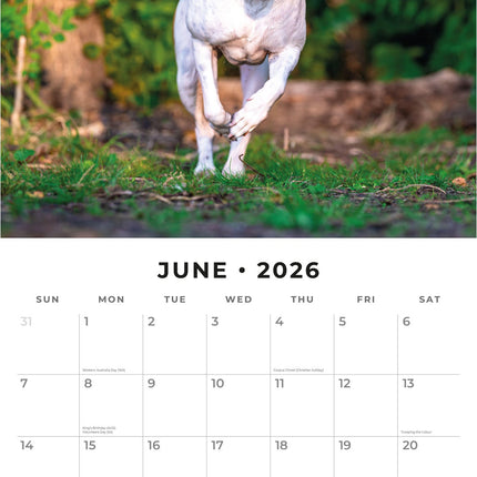 Red Robin American Pit Bull Terrier Kalender 2026