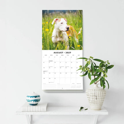 Red Robin American Pit Bull Terrier Kalender 2027