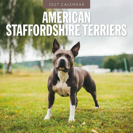 Red Robin American Staffordshire Terrier Kalender 2027