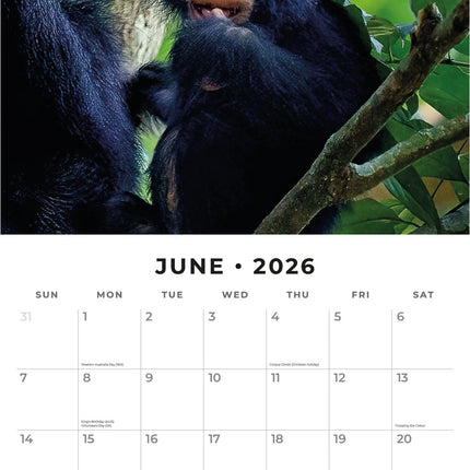Red Robin Apen Kalender 2026