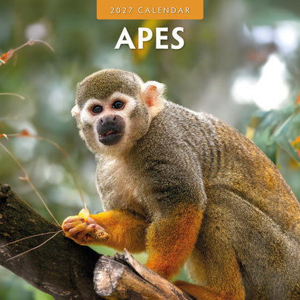 Red Robin Apen Kalender 2027