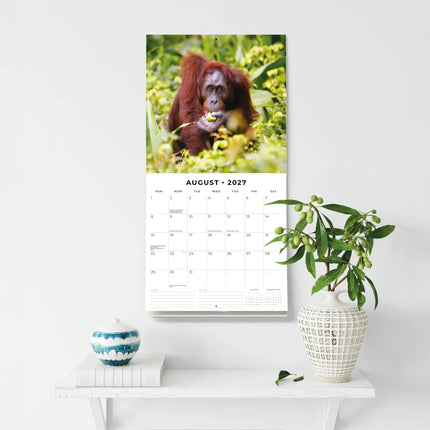 Red Robin Apen Kalender 2027