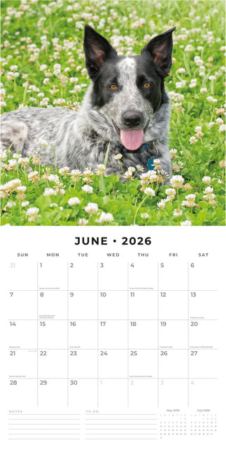 Red Robin Australian Cattle Dog Kalender 2026