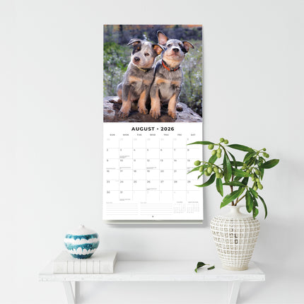 Red Robin Australian Cattle Dog Kalender 2026