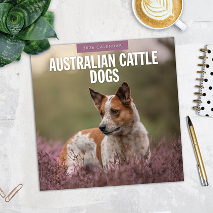 Red Robin Australian Cattle Dog Kalender 2026