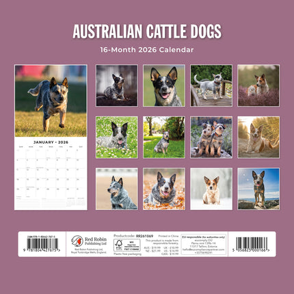 Red Robin Australian Cattle Dog Kalender 2026