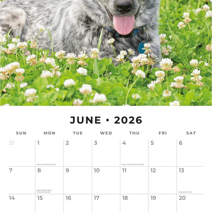 Red Robin Australian Cattle Dog Kalender 2026