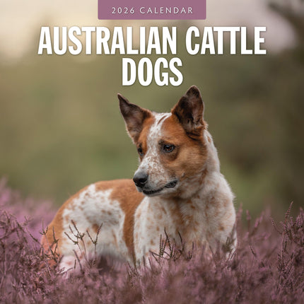 Red Robin Australian Cattle Dog Kalender 2026