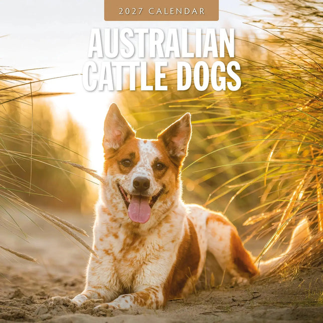 Red Robin Australian Cattle Dog Kalender 2027