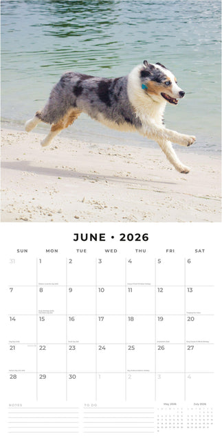 Red Robin Australian Shepherd Kalender 2026