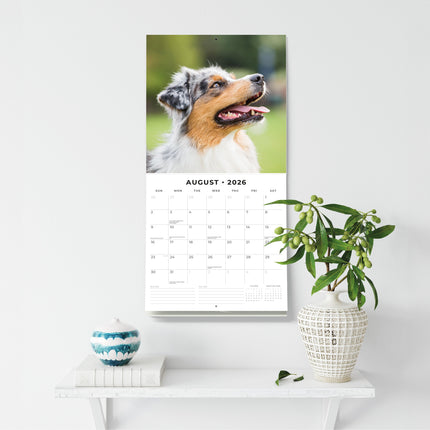 Red Robin Australian Shepherd Kalender 2026