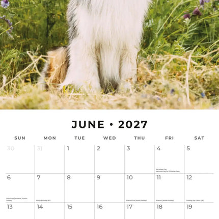 Red Robin Australian Shepherd Kalender 2027