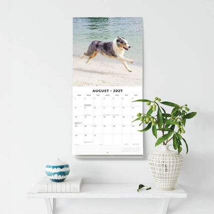 Red Robin Australian Shepherd Kalender 2027