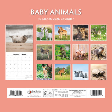 Red Robin Baby Animals Kalender 2026