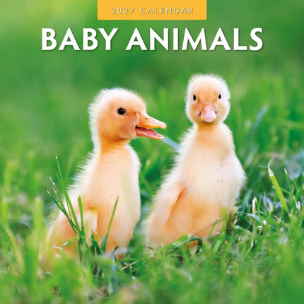 Red Robin Baby Animals Kalender 2027