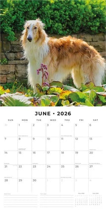 Red Robin Barzoi Kalender 2026